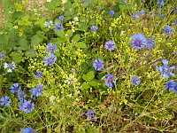 Bleuet